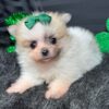 Teacup Pomeranian Puppies For Sale $250