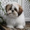 Shih Tzu Maltese Mix For Sale