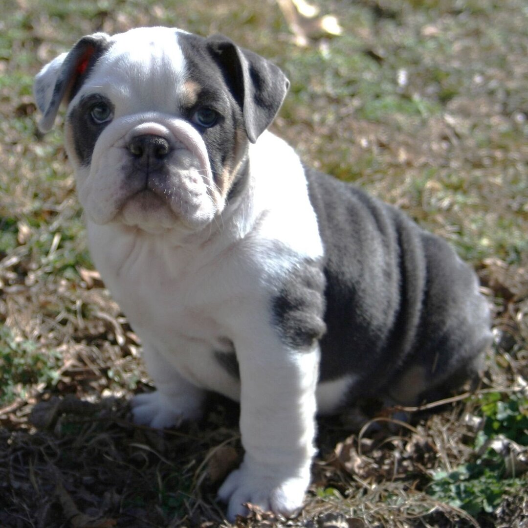 English Bulldog Prices