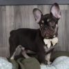 French Bulldog Chicago