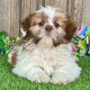 Shih Tzu Puppies For Sale Under $300