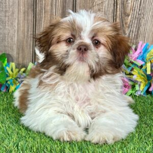 Shih Tzu Puppies For Sale Under $300