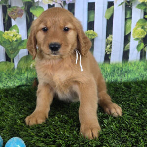 Golden Retriever Cost