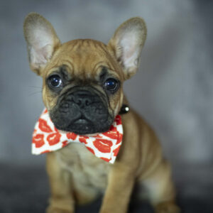 French Bulldog For Sale Chicago