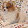 Teacup Pomeranian Puppy For Sale Near Me