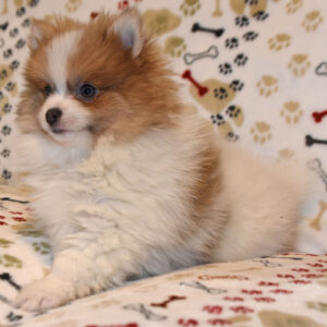 Teacup Pomeranian Puppy For Sale Near Me