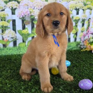 Labrador Retriever Vs Golden Retriever