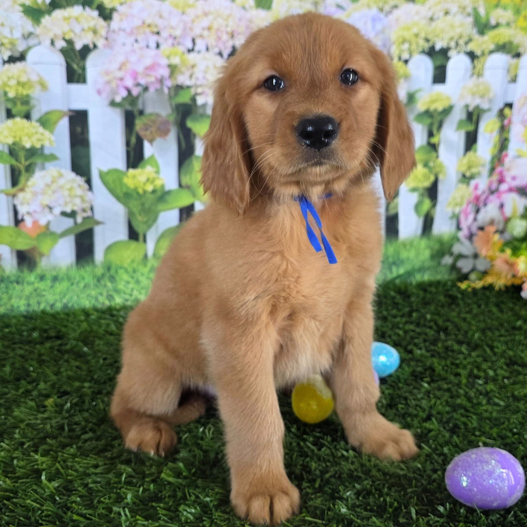 Labrador Retriever Vs Golden Retriever