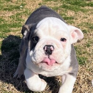 English Bulldog Puppies For Sale In Columbus Ohio