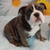 Old English Bulldog Puppies For Sale