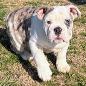 Blue English Bulldog Puppies