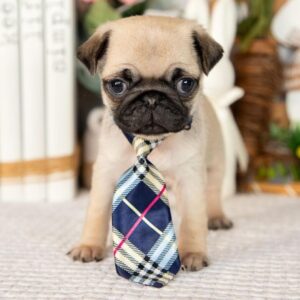 Pug Dog Breed Price