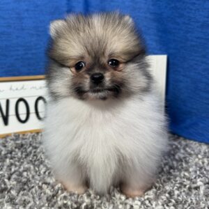 Pomeranian Puppies For Sale Near Me Under $500