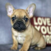 Black And Tan French Bulldog For Sale