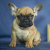 French Bulldog Puppies For Sale Ohio