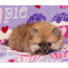 Pomeranian Puppies For Sale In Ohio