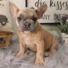 French Bulldog Gifts