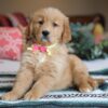 How Much Does A Golden Retriever Cost