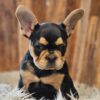 Black And Tan French Bulldog