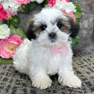 Imperial Shih Tzu Puppies For Sale