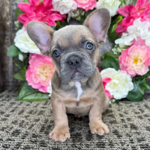 French Bulldog In Illinois