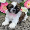 Shih Tzu Poodle Mix For Sale