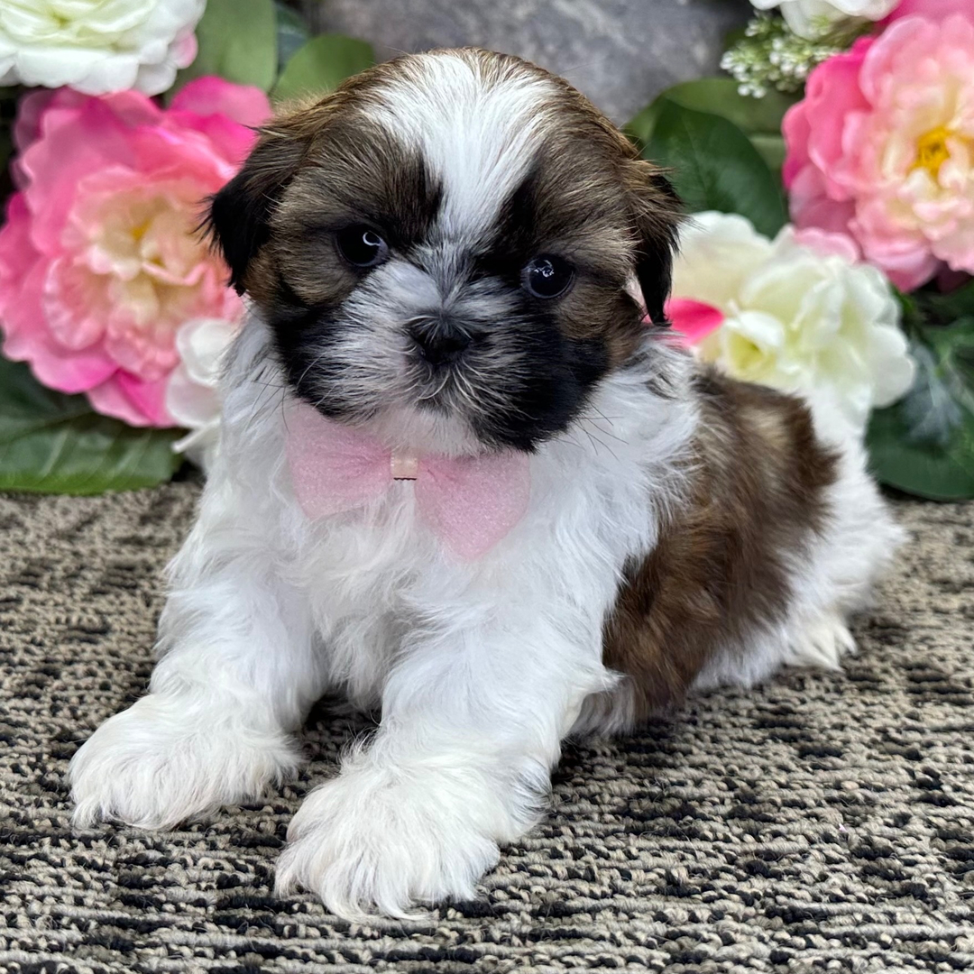 Shih Tzu Poodle Mix For Sale