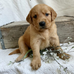 Golden Retriever Puppies Hawaii For Sale