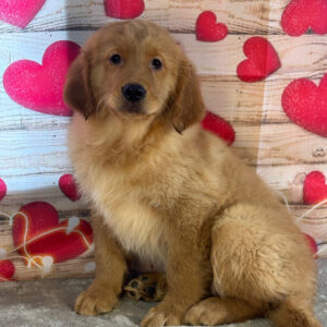 How Much Does A Golden Retriever Cost