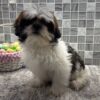 Buy Teacup Shih Tzu