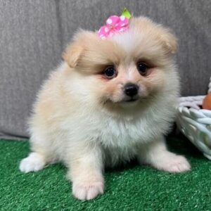 Pomeranian Puppies For Sale In Florida