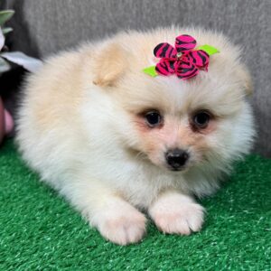 Pomeranian Puppies For Sale $250
