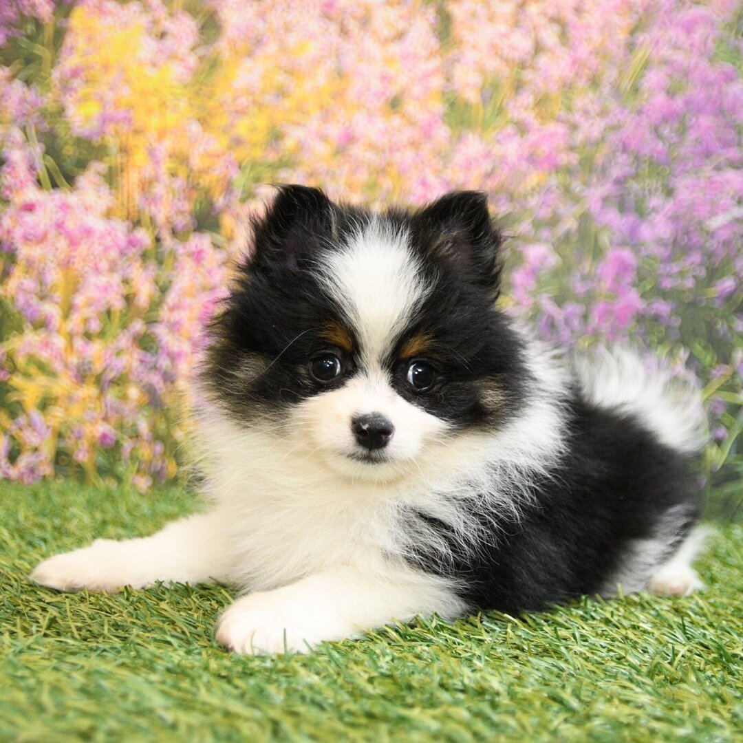 Blue Merle Pomeranian For Sale