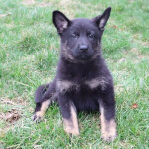 Long Hair German Shepherds