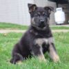 Black German Shepherd Puppies