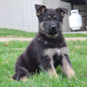 Black German Shepherd Puppies