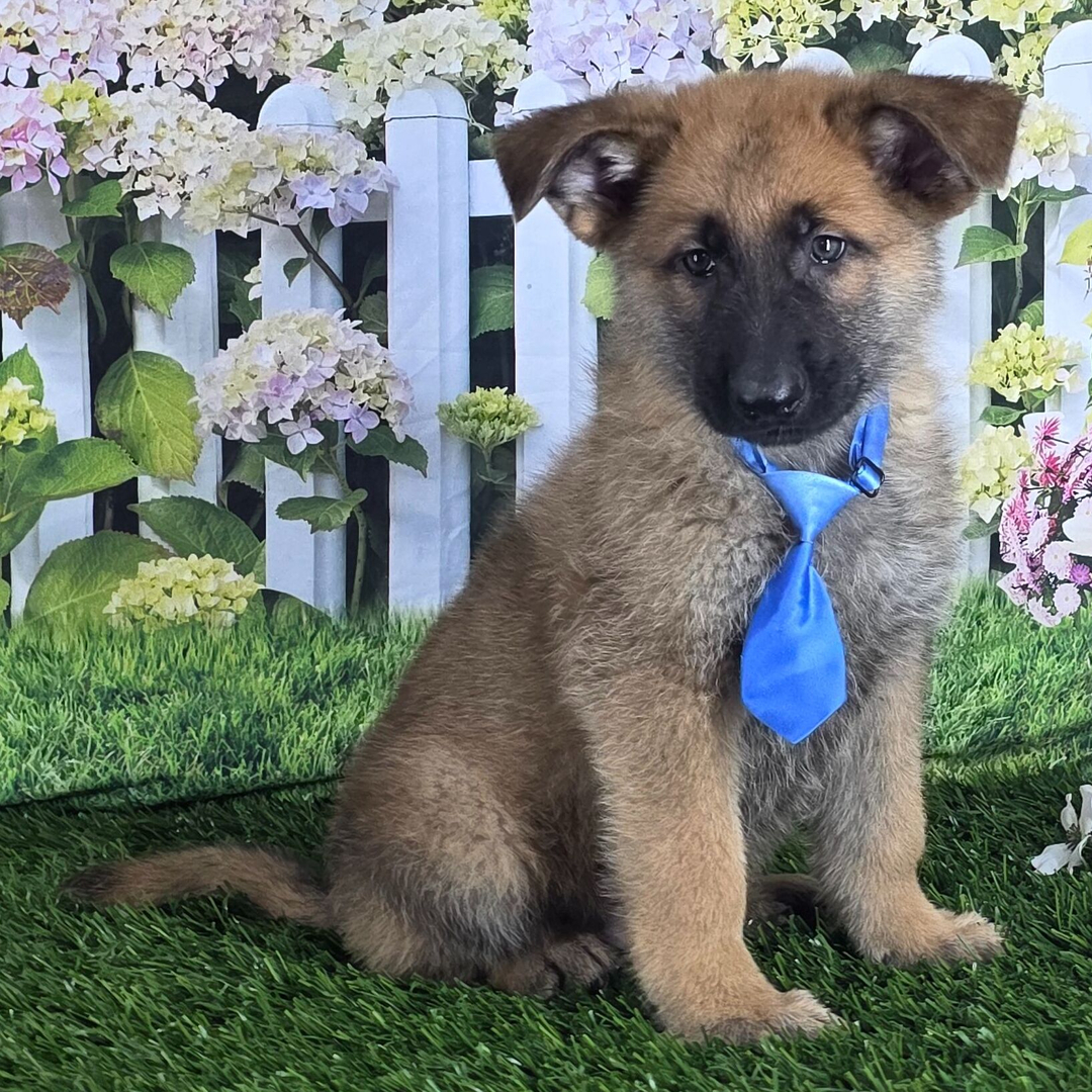 Blue German Shepherd Puppies For Sale