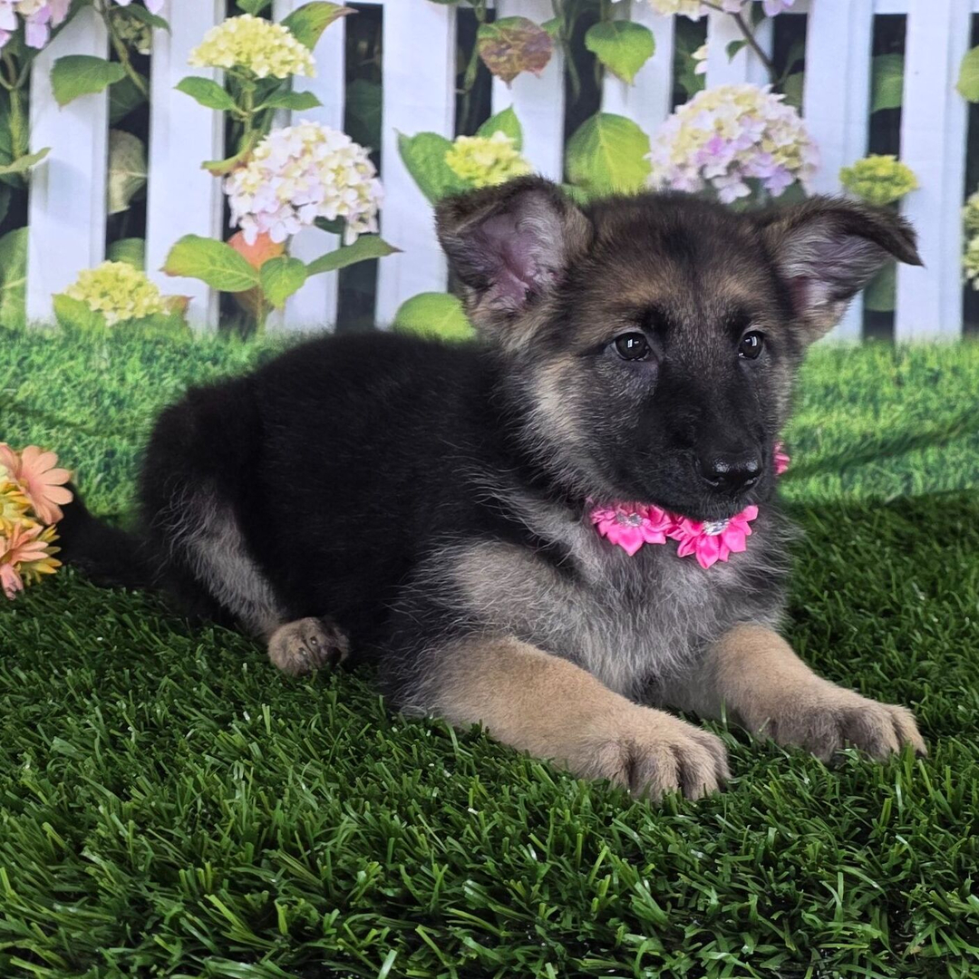 Black German Shepherd Breeders