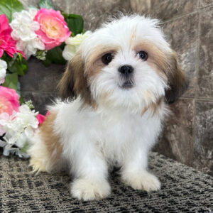 Shih Tzu Grooming Near Me