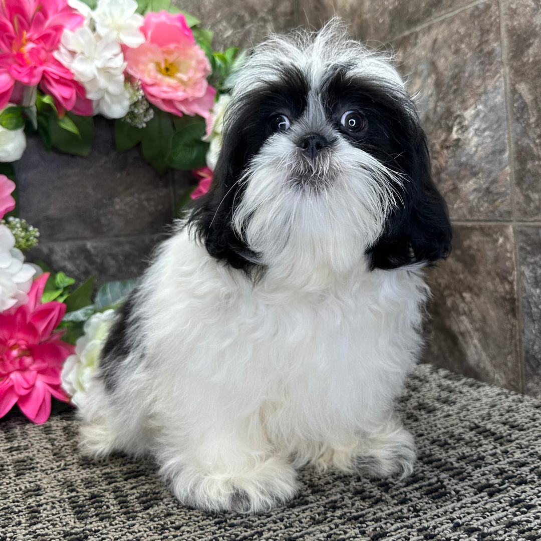 Shih Tzu Poodle Mix For Sale