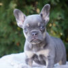 Blue French Bulldog Price