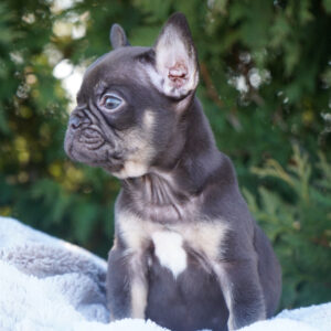 French Bulldog For Apartment