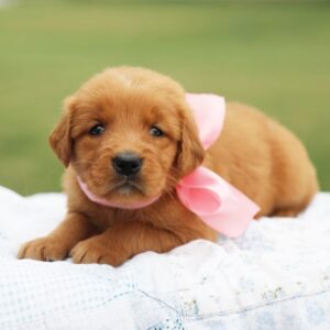 How Much Are Golden Retrievers