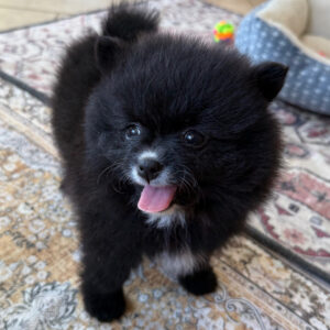 Pomeranian Puppies For Sale In MN