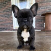 French Bulldog Puppies For Sale $200