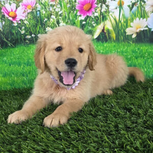 Golden Retriever Breeders In VA