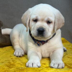 Silver Labrador Retriever Puppies For Sale