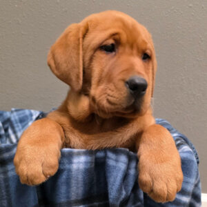 Red Fox Labrador Retriever
