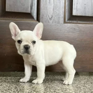 French Bulldog
