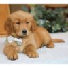 Golden Retriever Puppies Indiana